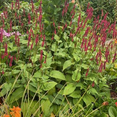 Persicaria amplexicaulis 'Bonfire'